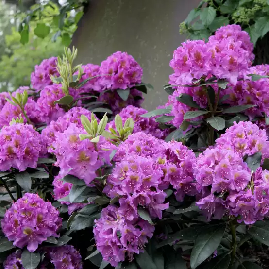 Rhododendron Dandy Man Purple blooming in garden next to metal garden art